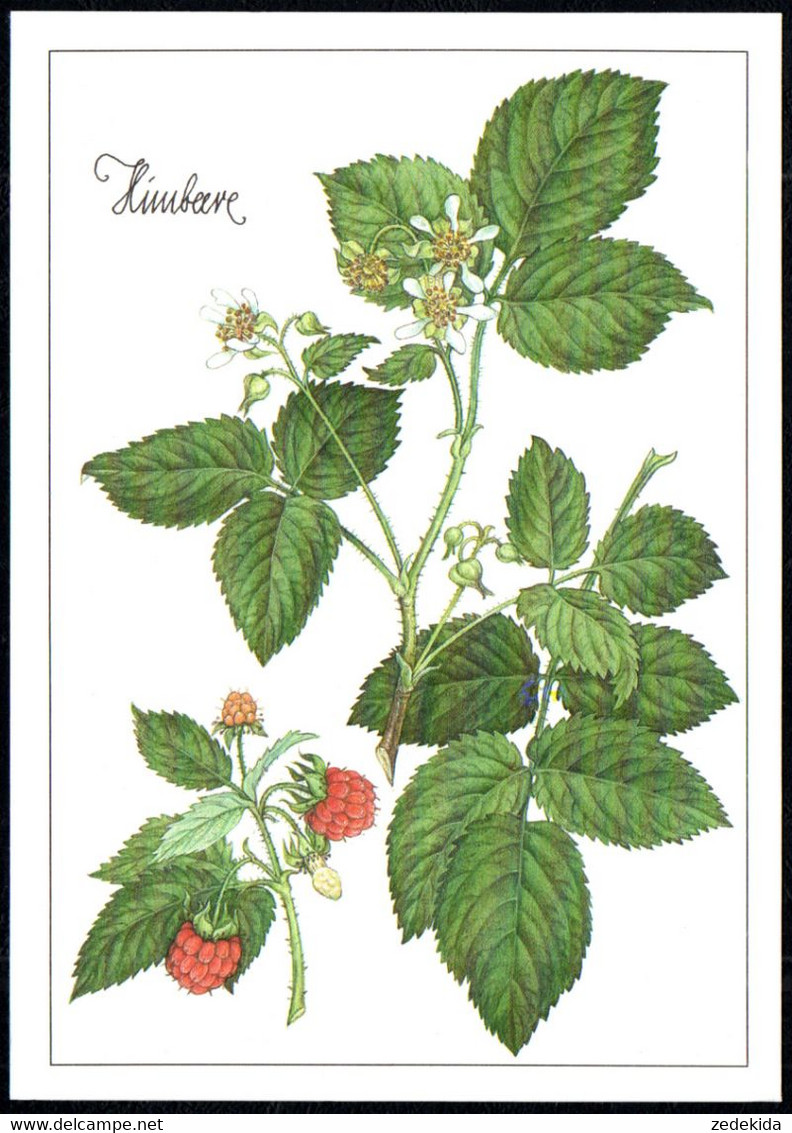 F8218 - TOP Gottschlich Christiane Künstlerkarte - Himbeere Heilpflanze - Planet Verlag DDR - Medicinal Plants
