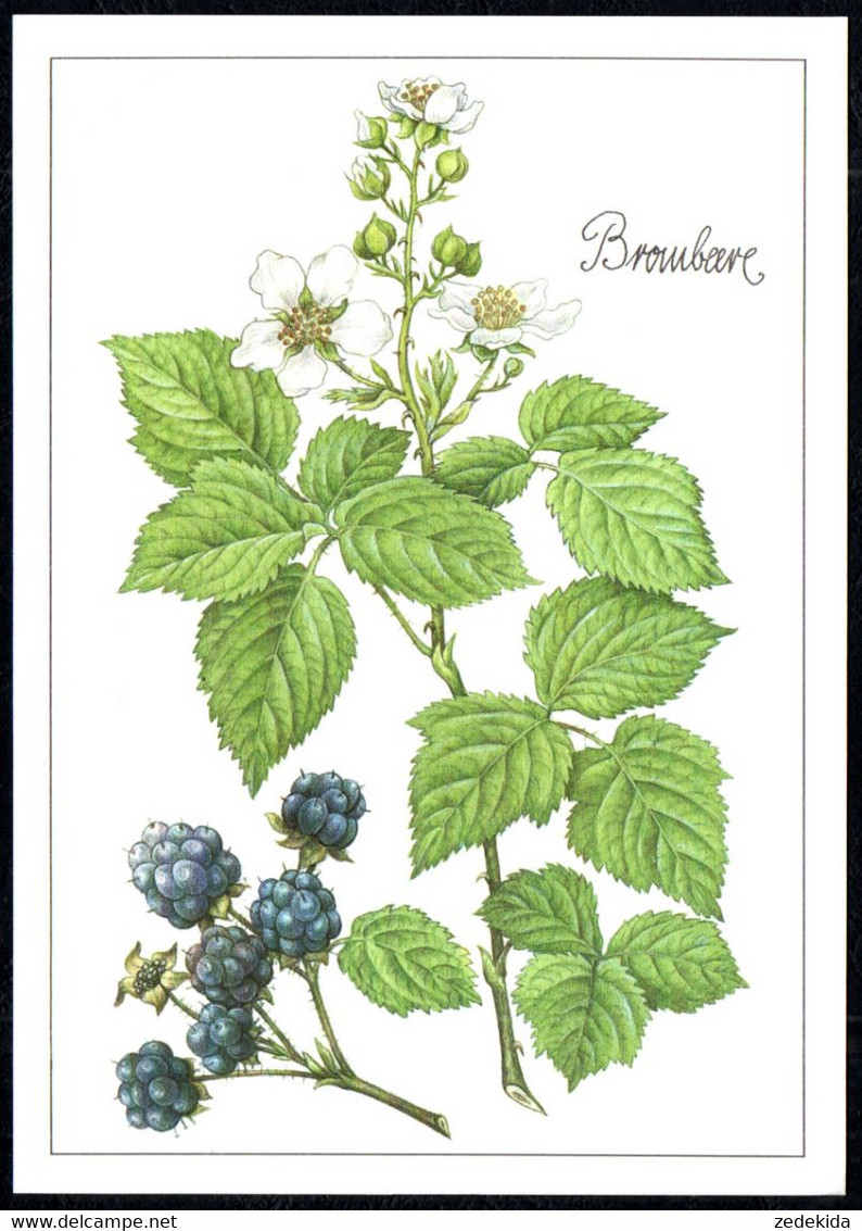 F8219 - TOP Gottschlich Christiane Künstlerkarte - Brombeere Heilpflanze - Planet Verlag DDR - Geneeskrachtige Planten