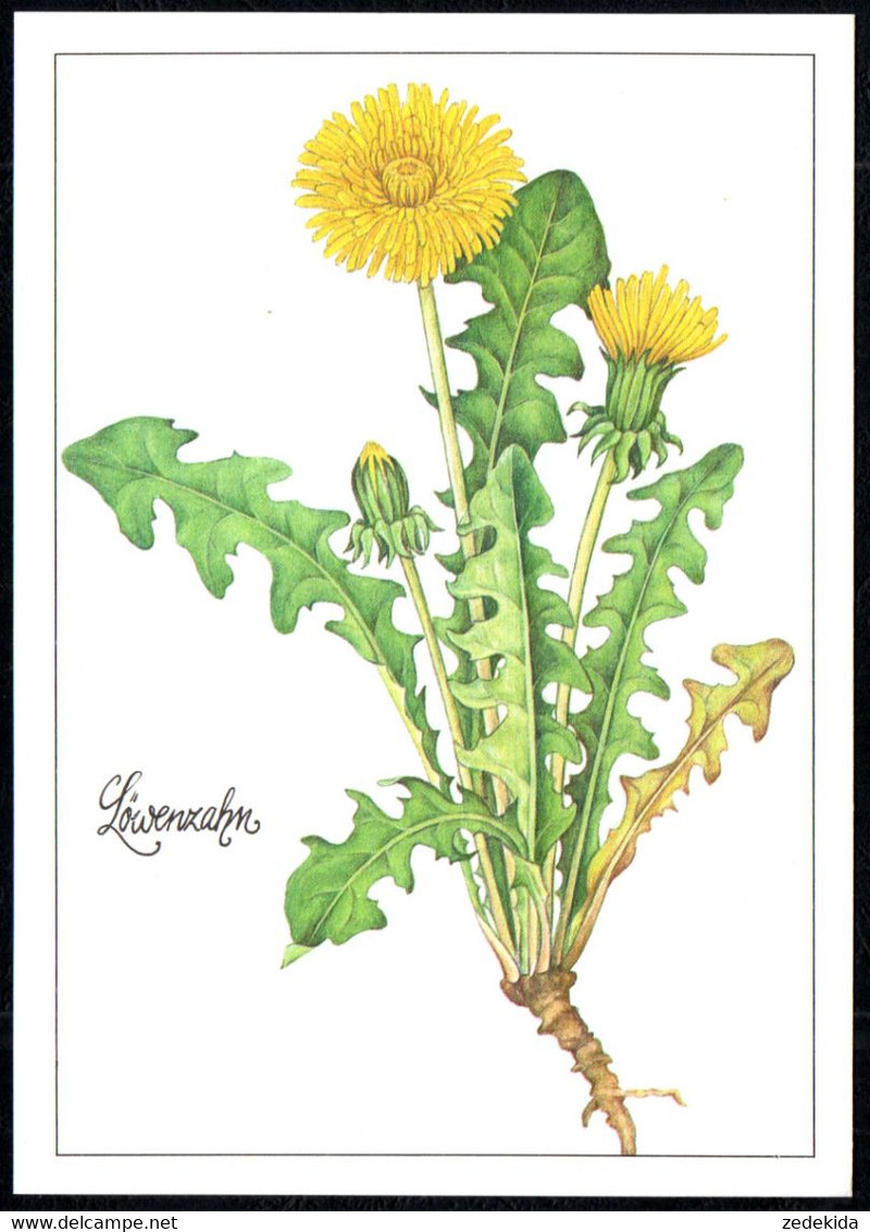 F8221 - TOP Gottschlich Christiane Künstlerkarte - Löwenzahn Heilpflanze - Planet Verlag DDR - Medicinal Plants