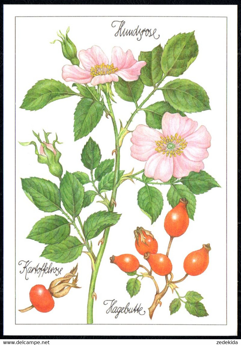 F8223 - TOP Gottschlich Christiane Künstlerkarte - Rose Heilpflanze - Planet Verlag DDR - Plantes Médicinales