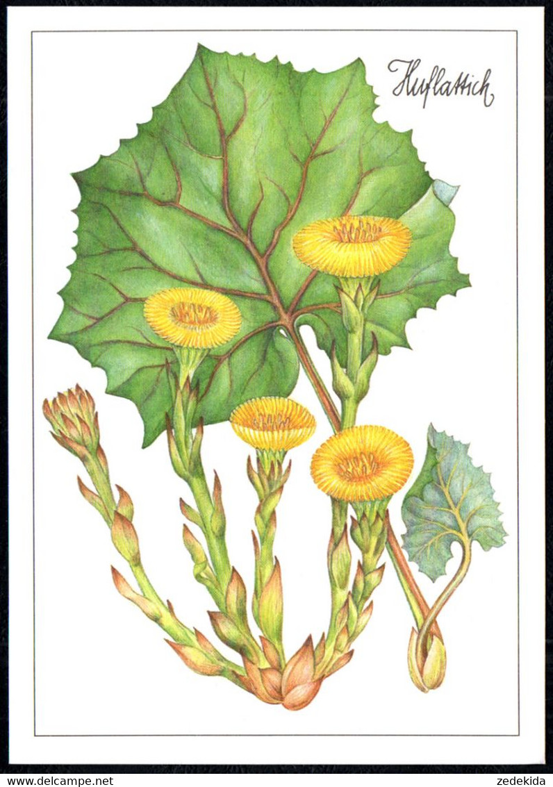 F8226 - TOP Gottschlich Christiane Künstlerkarte - Huflattich Heilpflanze - Planet Verlag DDR - Medicinal Plants