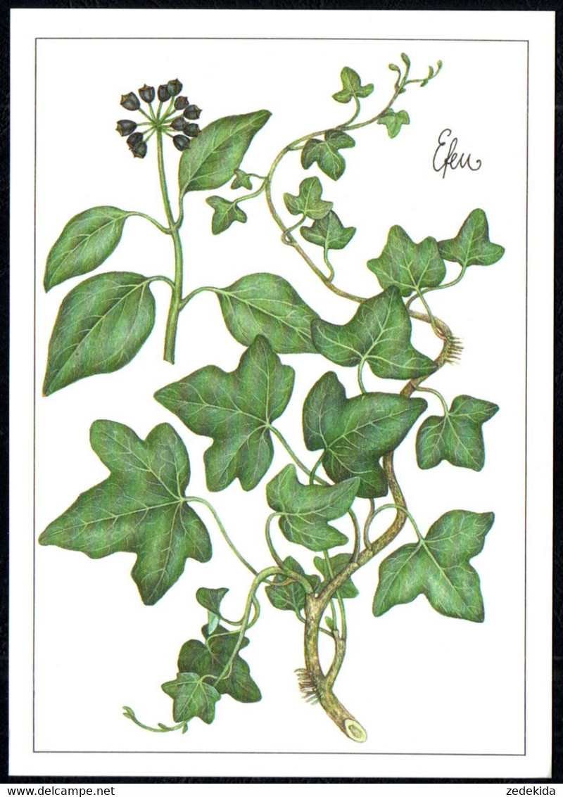 F8227 - TOP Gottschlich Christiane Künstlerkarte - Efeu Heilpflanze - Planet Verlag DDR - Medicinal Plants