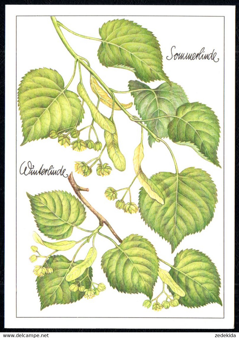 F8228 - TOP Gottschlich Christiane Künstlerkarte - Linde Heilpflanze - Planet Verlag DDR - Plantes Médicinales