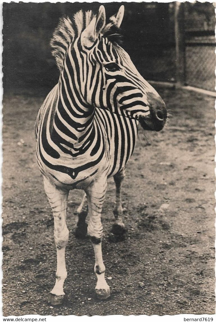 Animaux - Photo Van De  Polle -  Zebre - Zebras