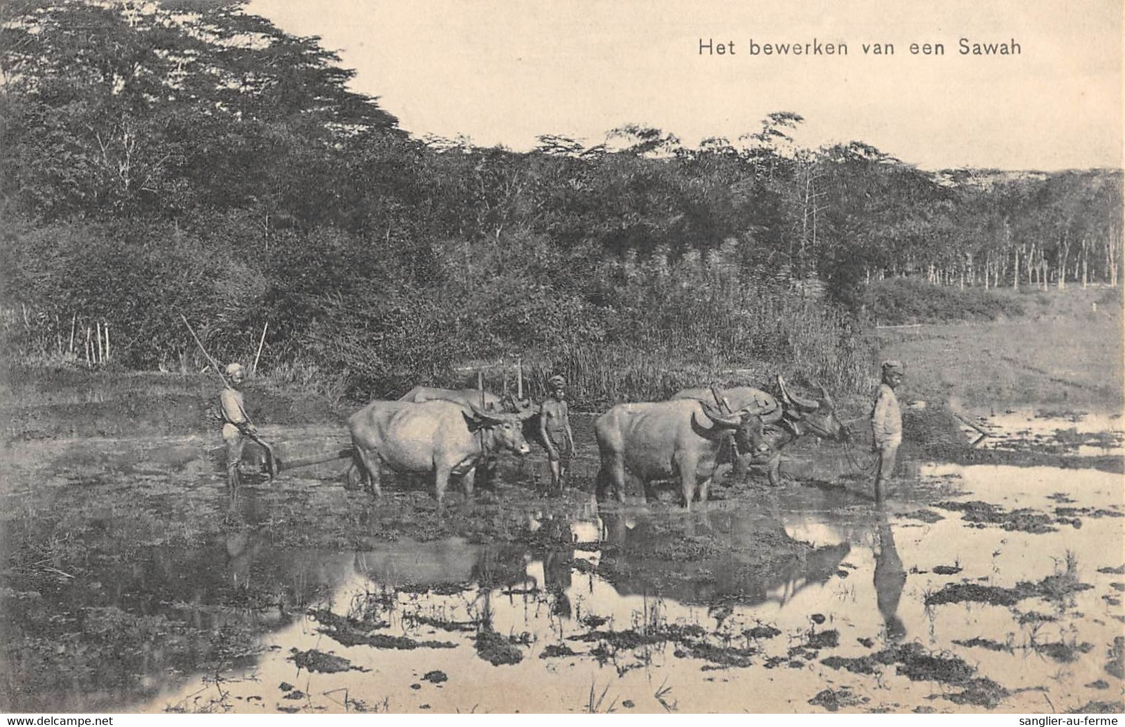 CPA INDONESIE HET BEWERKEN VAN EEN SAWAH - Indonésie