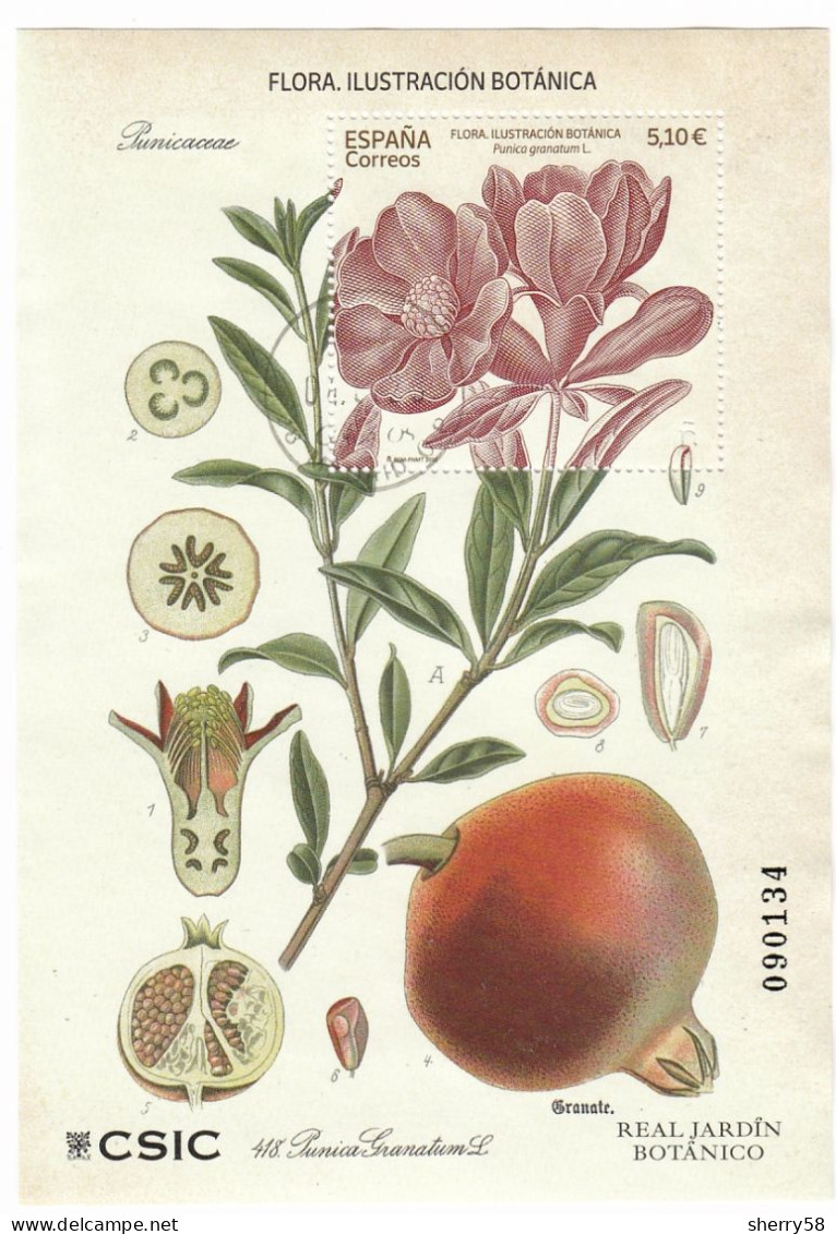 2022-ED. 5581 H.B. -Flora. Ilustración Botánica. Punica Grantum L.- USADO - Blocs & Hojas
