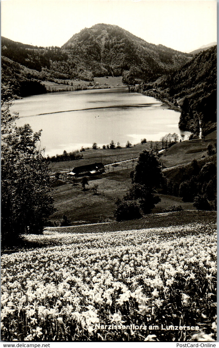 34585 - Niederösterreich - Narzissenflora Am Lunzersee - Nicht Gelaufen - Lunz Am See