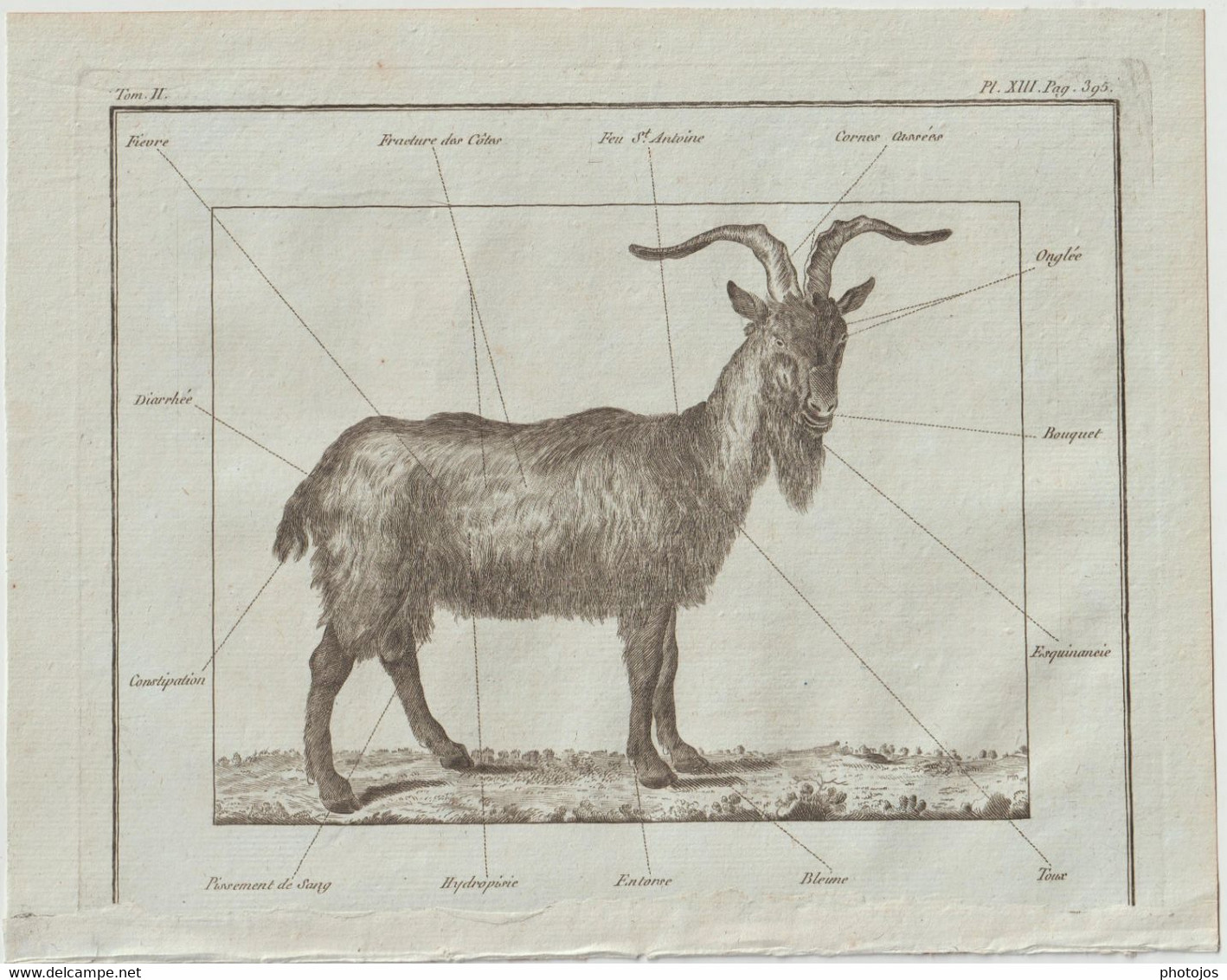 Gravure Authentique Circa 1785 Planche Vétérinaire Maladies De La Chèvre  Journal D'Agriculture Abbé Rozier  P 396 - Other Plans