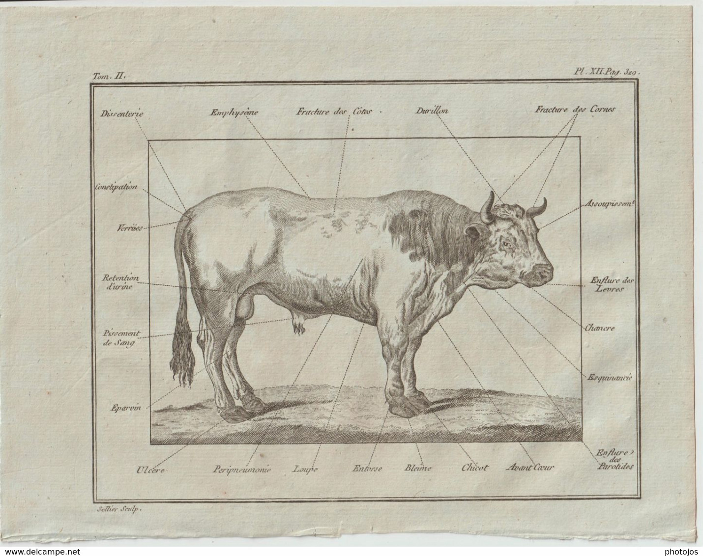 Gravure Authentique Circa 1785 Planche Vétérinaire Maladies Des Bovins   Journal D'Agriculture Abbé Rozier  P 329 - Andere Pläne