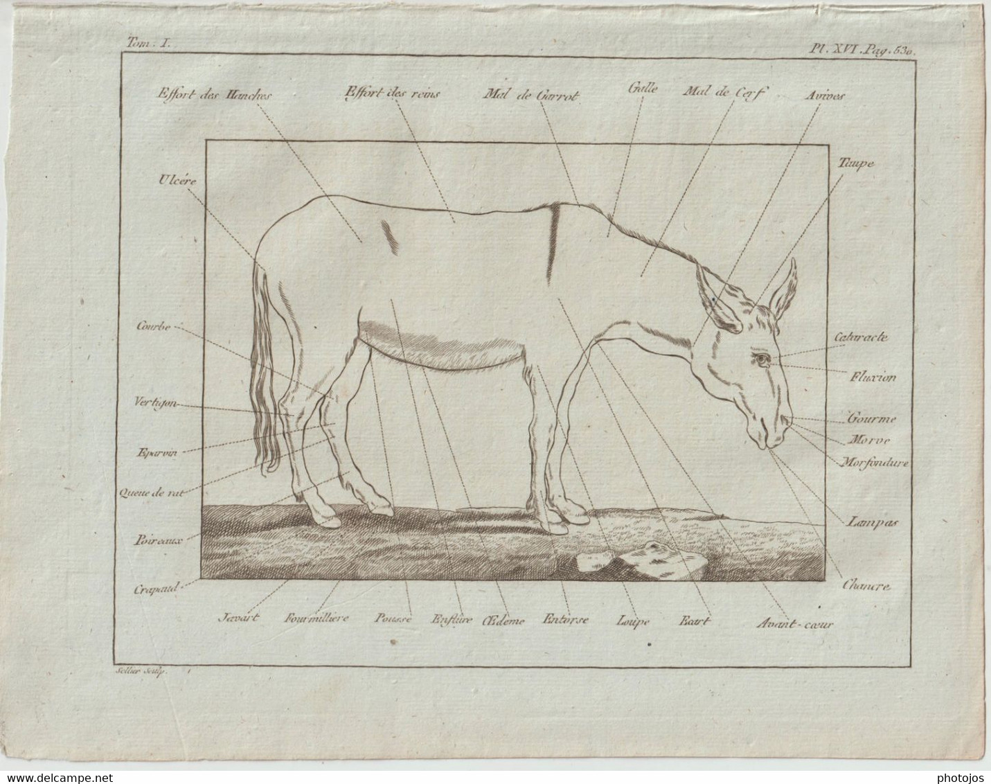 Gravure Authentique Circa 1785 Planche Vétérinaire Maladies De L'Ane  Journal D'Agriculture Abbé Rozier  P 530 - Andere Pläne