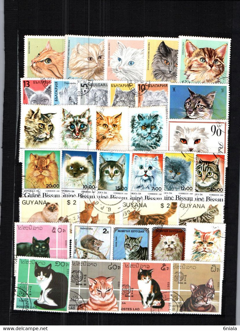 7656 Lot De TIMBRES  CHATS CHAT   FELIN Gatos - Gatos Domésticos