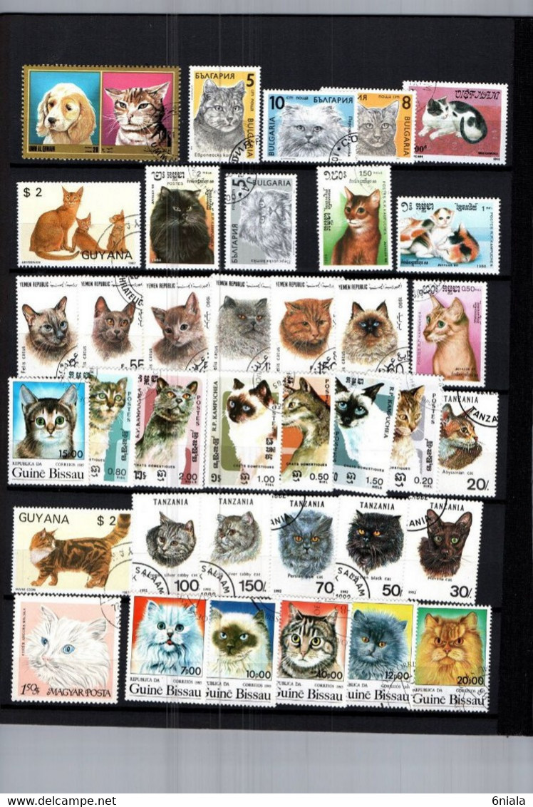 7657 Lot De TIMBRES  CHATS CHAT   FELIN Gatos - Hauskatzen