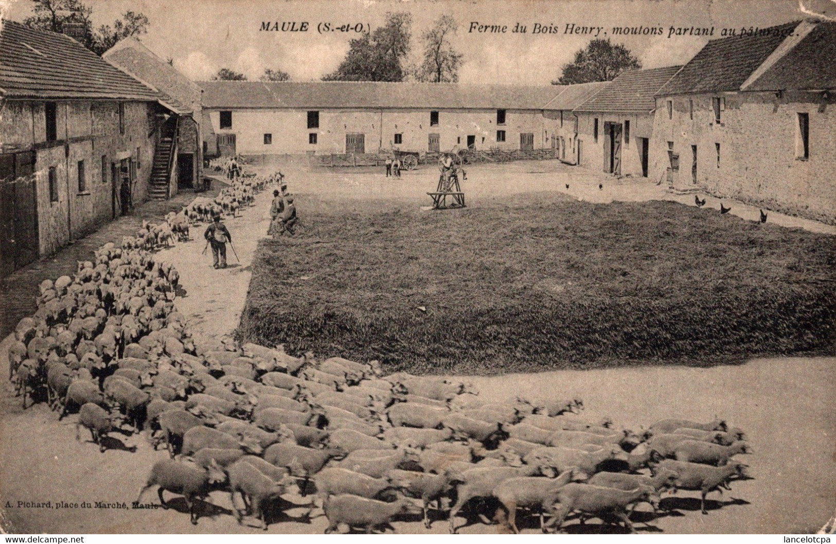 78 - MAULE / FERME DU BOIS HENRY - MOUTONS PARTANT AU PATURAGE - Maule