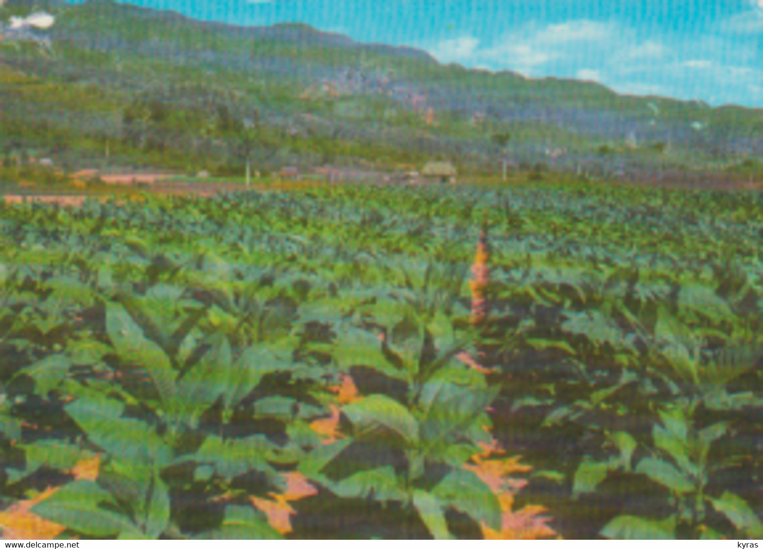 CUBA. T.P. 30 Pesos "1855-1980 : 125 ème Aniversario Del Sello Cubano"  S/ Cpm 10x15 "Tobacco Plantation " - Lettres & Documents