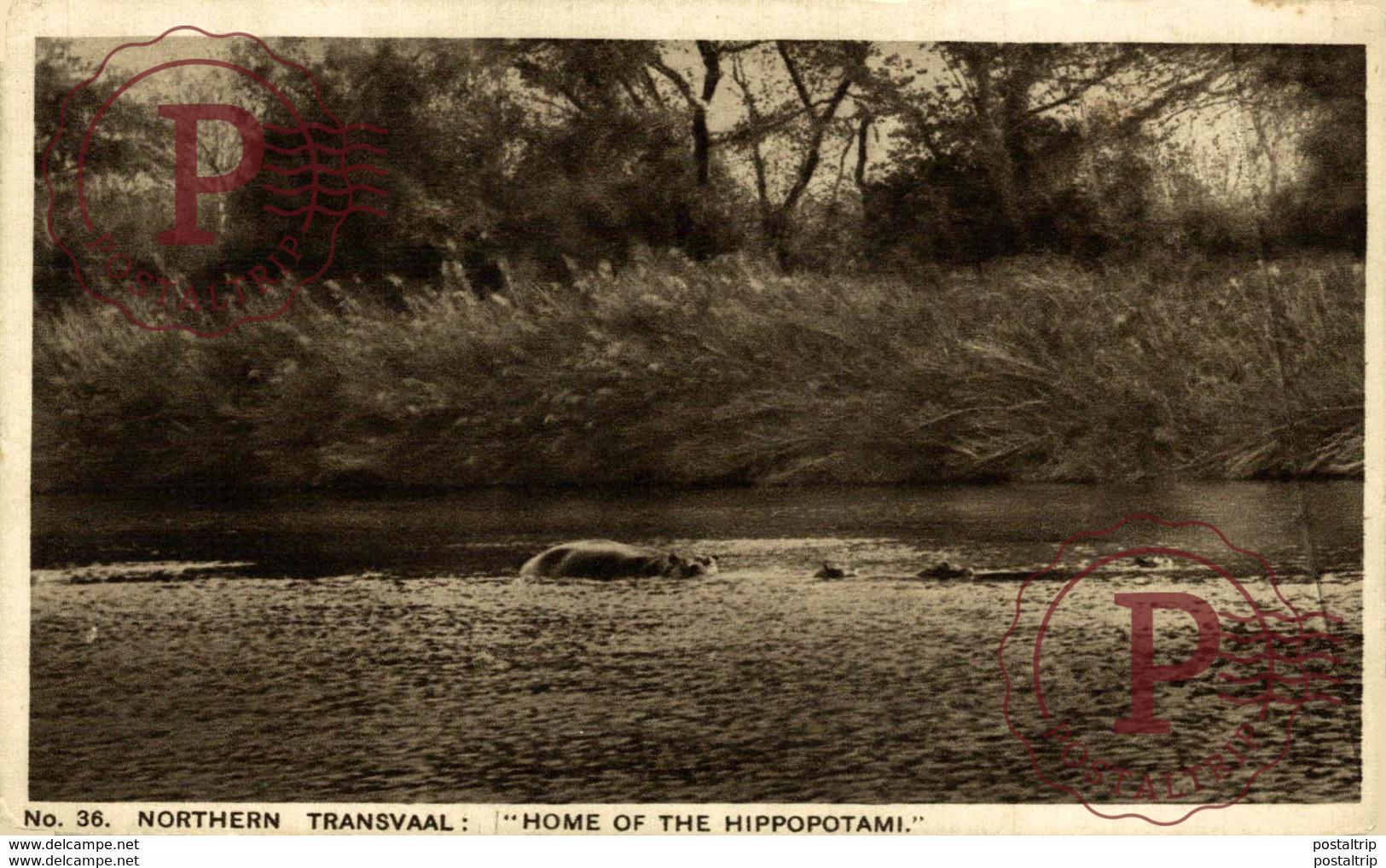 SUDAFRICA // SOUTH AFRICA. TRANSVAAL HOME OF THE HIPPOPOTAMI - Hippopotamuses