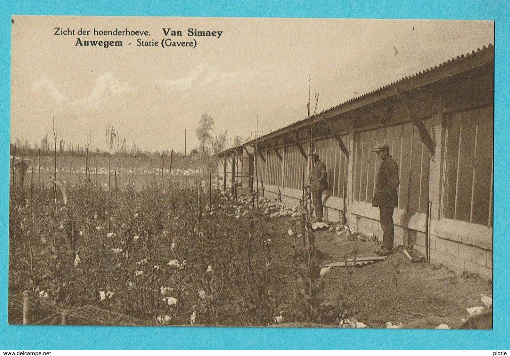 * Ouwegem - Auwegem (Kruisem - Gavere) * (E. Van Hauwaert, Foto Huysse) Hoenderhoeve Van Simaey, Statie, Poulet - Gavere