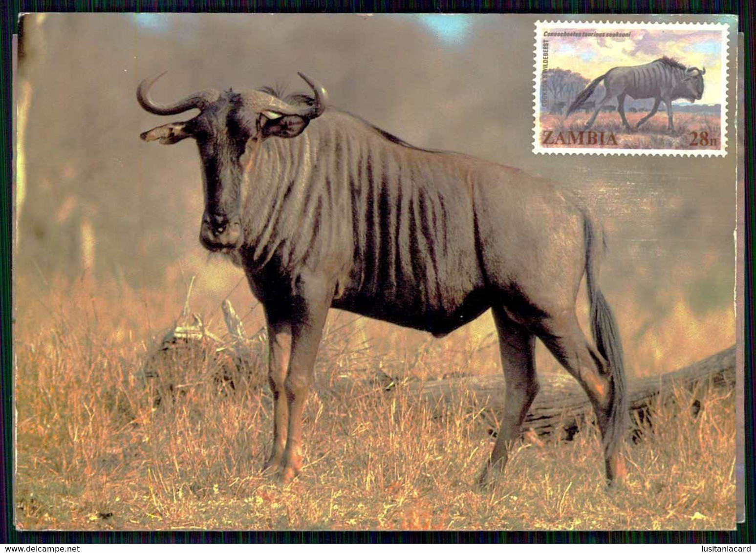 ZAMBIA - FILATELIA - MÁXIMOS -Blue Wildebeest.( Ed. Art Publishers Nº 503) Carte Postale - Zambie