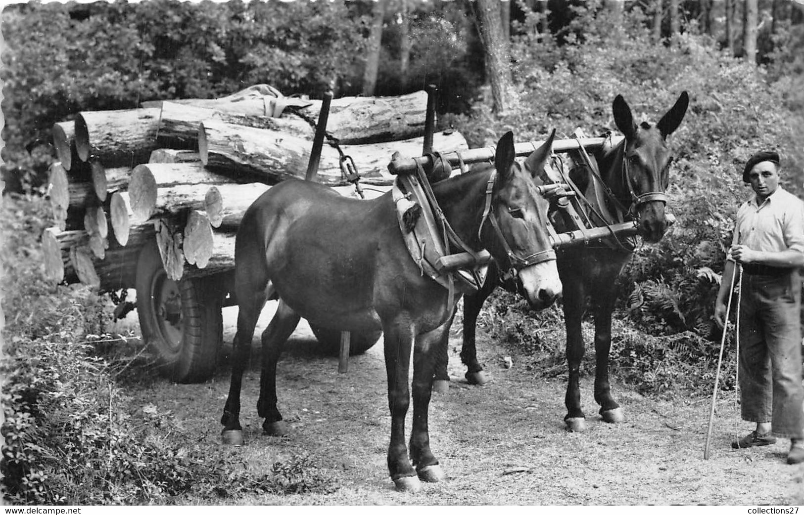 40-MIMIZAN-PLAGE- ATTELAGE DE MULES - Mimizan Plage