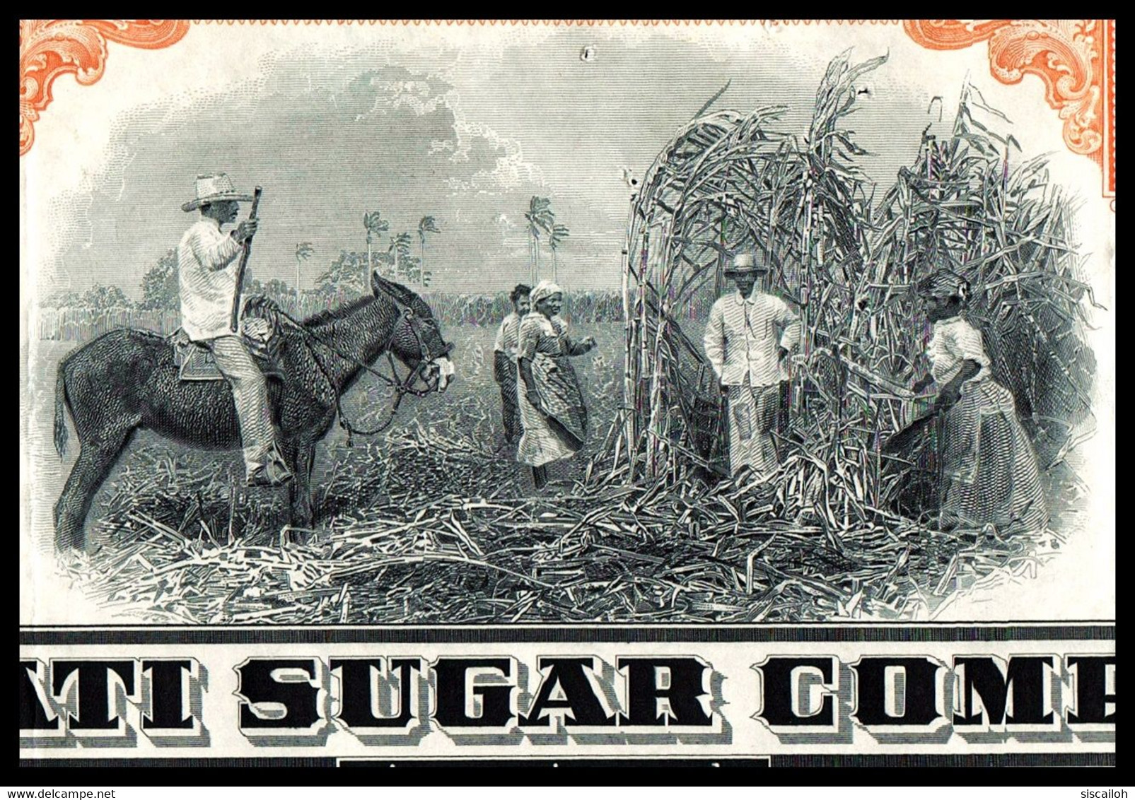 1953 New York: Manati Sugar Company - Sugar Cane Vignette - Agriculture