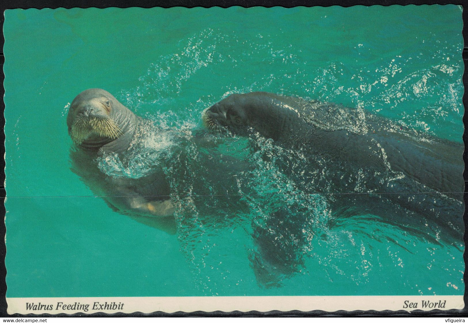 Etats Unis Carte Postale Postcard Morses Walrus Feeding Exhibit Sea World - Dauphins