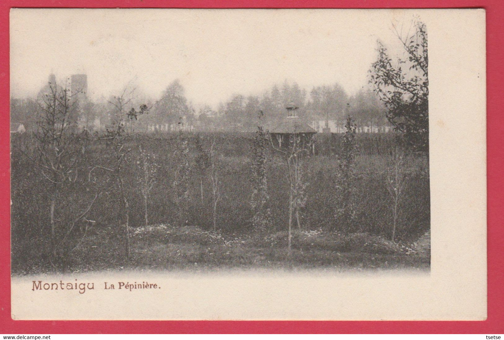 Scherpenheuvel / Montaigu -  La Pépinière - 1903  ( Verso Zien ) - Scherpenheuvel-Zichem