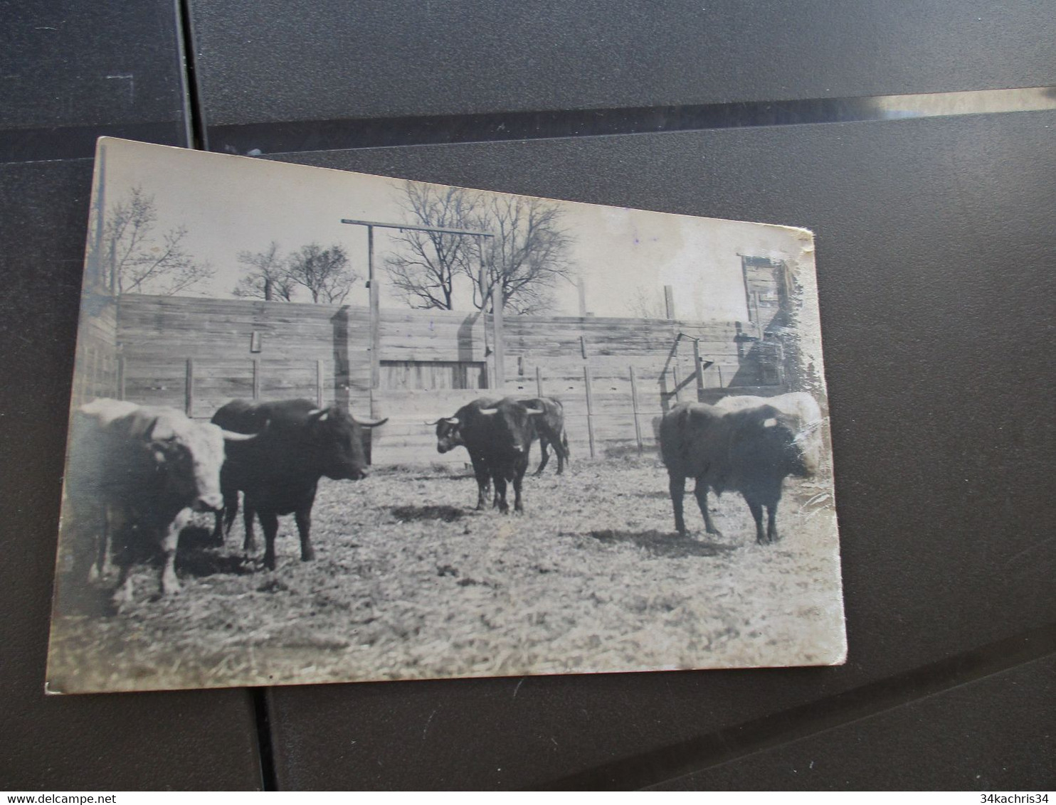 Carte Photo Manade à Confirmer Taureaux Camargue - Sonstige & Ohne Zuordnung