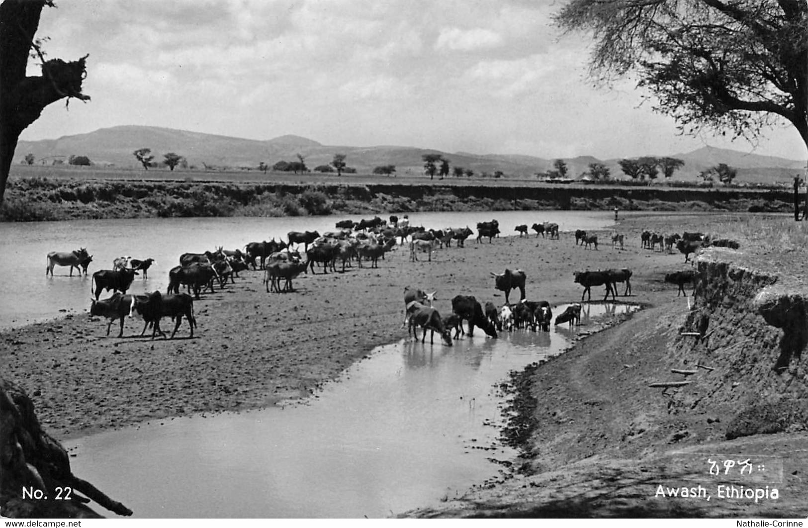 The Awasha River, Ethiopia, Awash - Troupeau De Vaches à La Rivière - Ethiopie