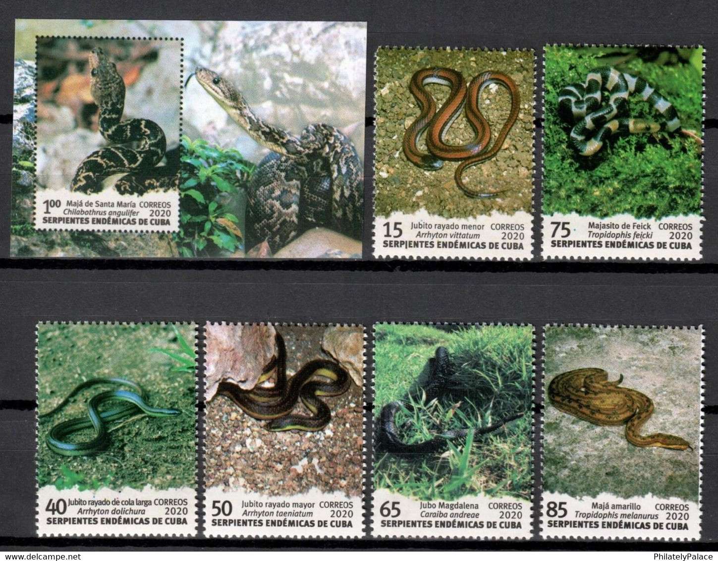 CUBA 2020 *** Reptiles Snakes ,Snake, Poison Animal 6 V Stamps + 1 MS  MNH (**) Limited Edition - Ongebruikt