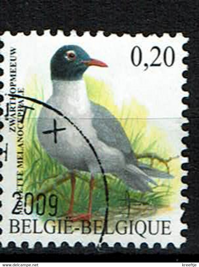 0,20€ Zwartkopmeeuw Buzin Uit 2005 (OBP 3380 ) - Used Stamps