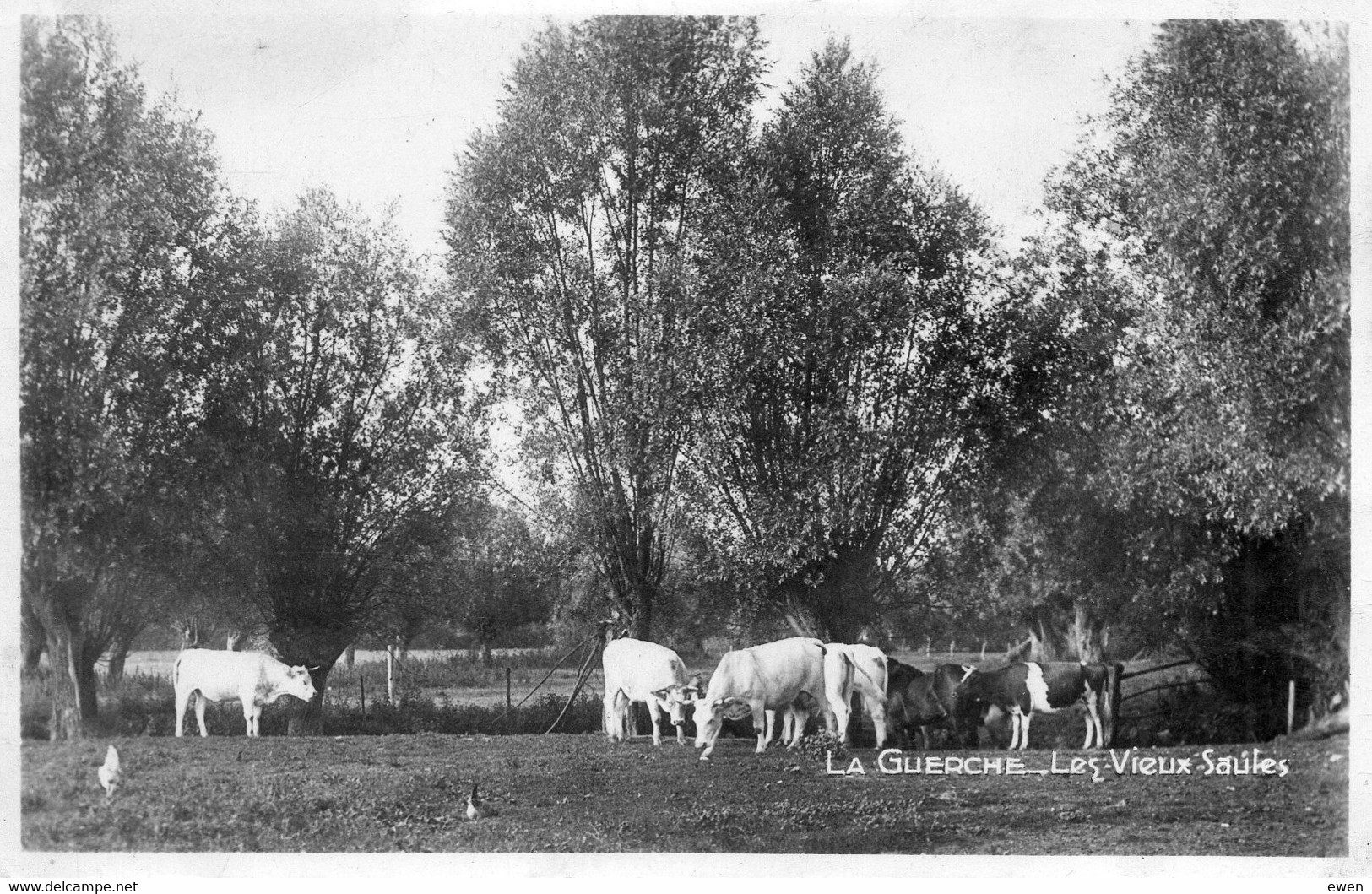 La Guerche. Les Vieux Saules. (Vaches Au Pâturage) - La Guerche Sur L'Aubois