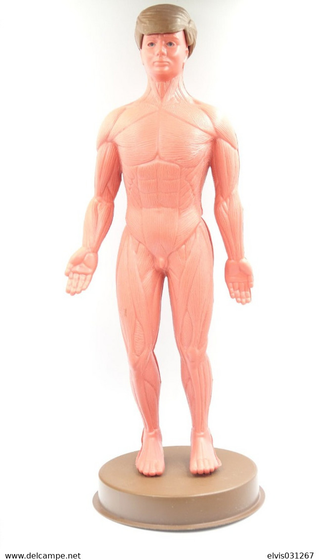 Vintage ACTION FIGURE : ANATOMIC MODEL - Original Img Group Cuneo Italy - Action Man