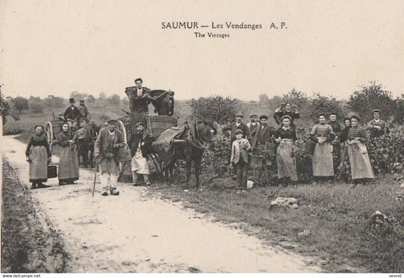 SAUMUR. - Les Vendanges - Saumur
