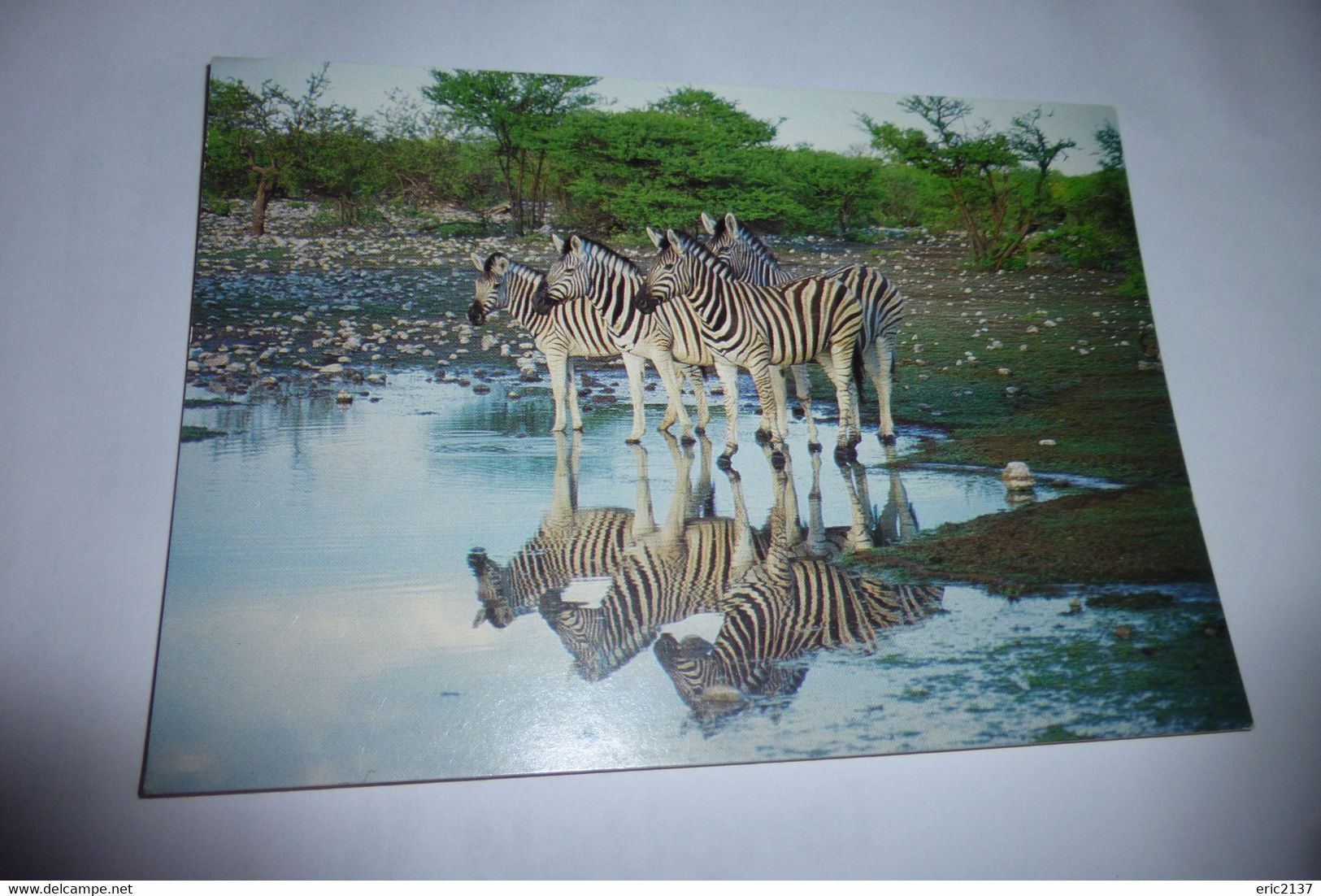 BELLE CARTE...ZEBRES ...AFRIQUE DU SUD - Zebras