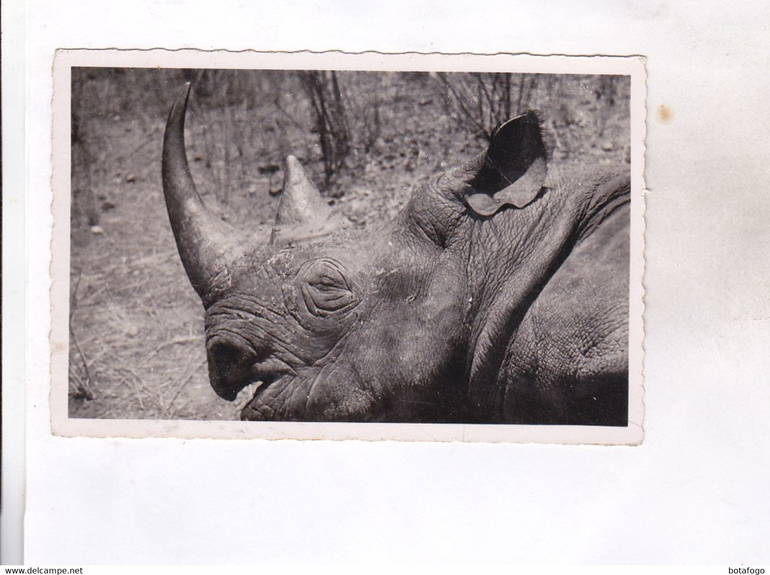 CPA PHOTO CAMEROUN, RHINOCEROS  D AFRIQUE - Neushoorn