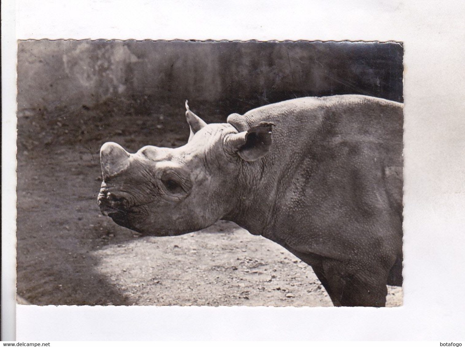 CPM PHOTO RHINOCEROS En 1957! - Neushoorn