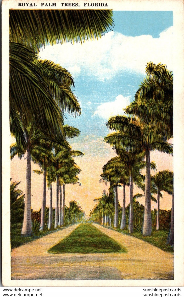 Florida Jacksonville Royal Palm Trees - Jacksonville