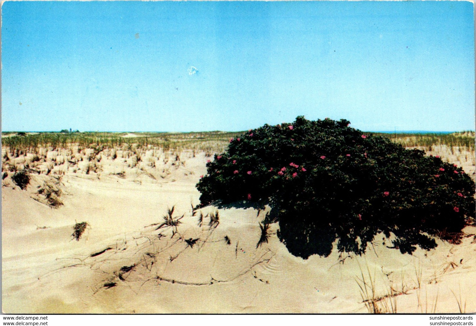 Massachusetts Cape Cod Wild Roses - Cape Cod