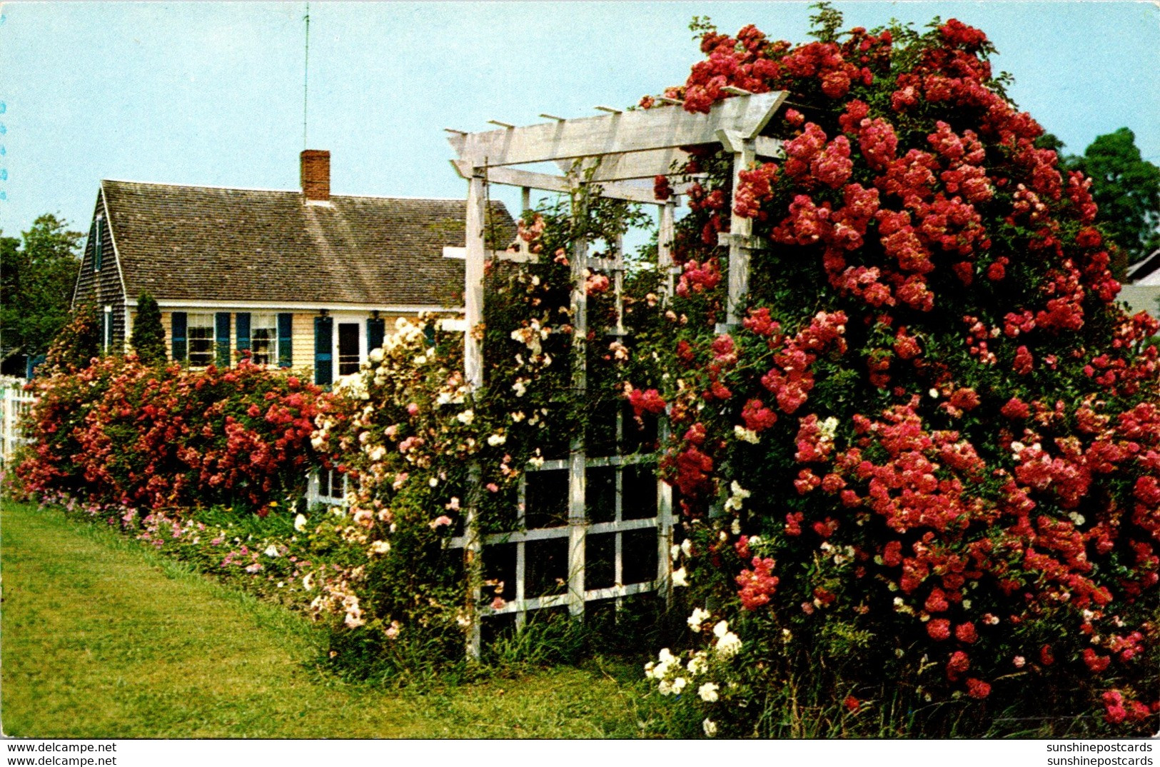 Massachusetts Cape Cod Typical Cottage And Roses - Cape Cod