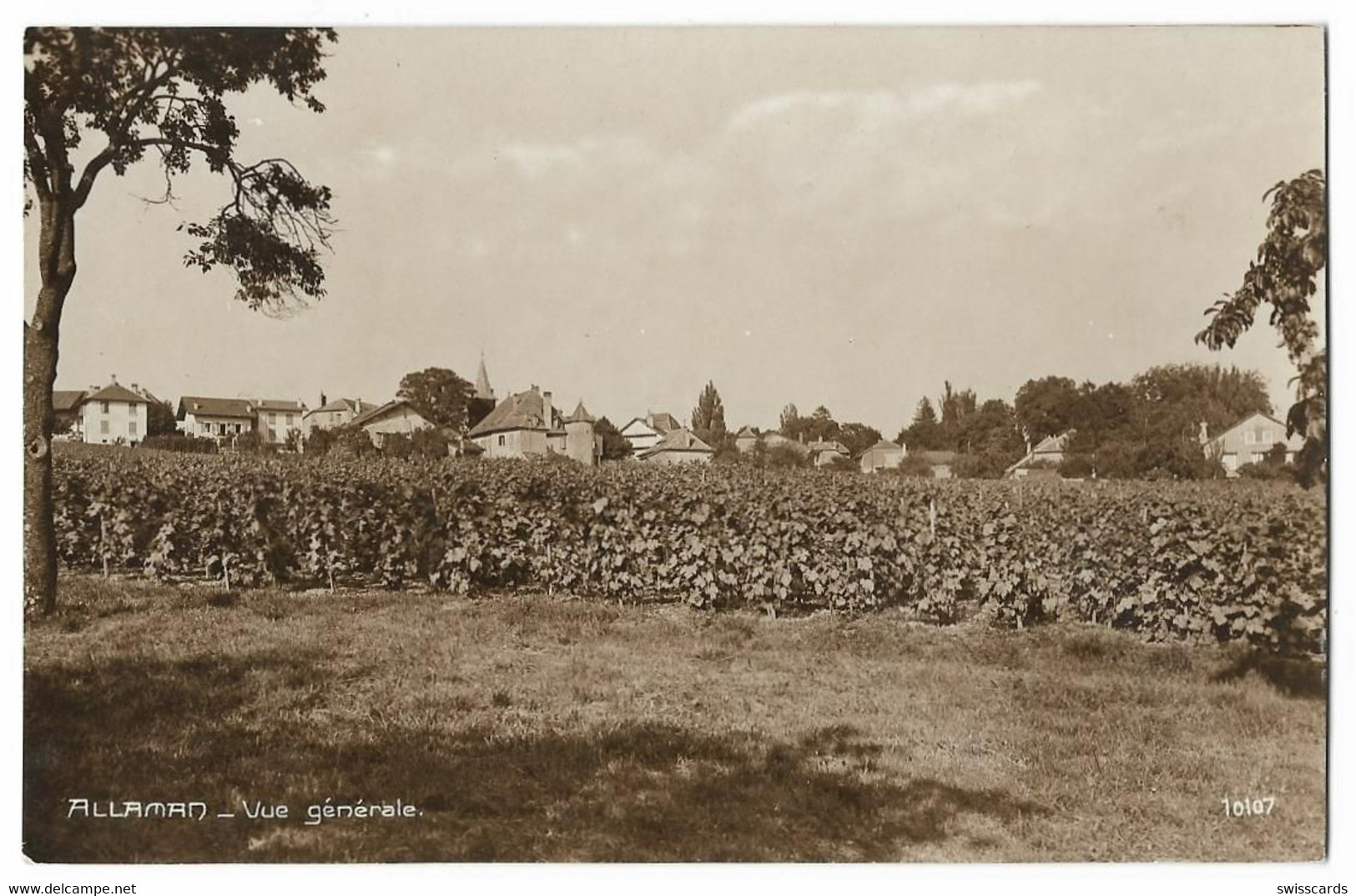 ALLAMAN: Village Dans Le Vignoble, Cpa Photo ~1920 - Allaman