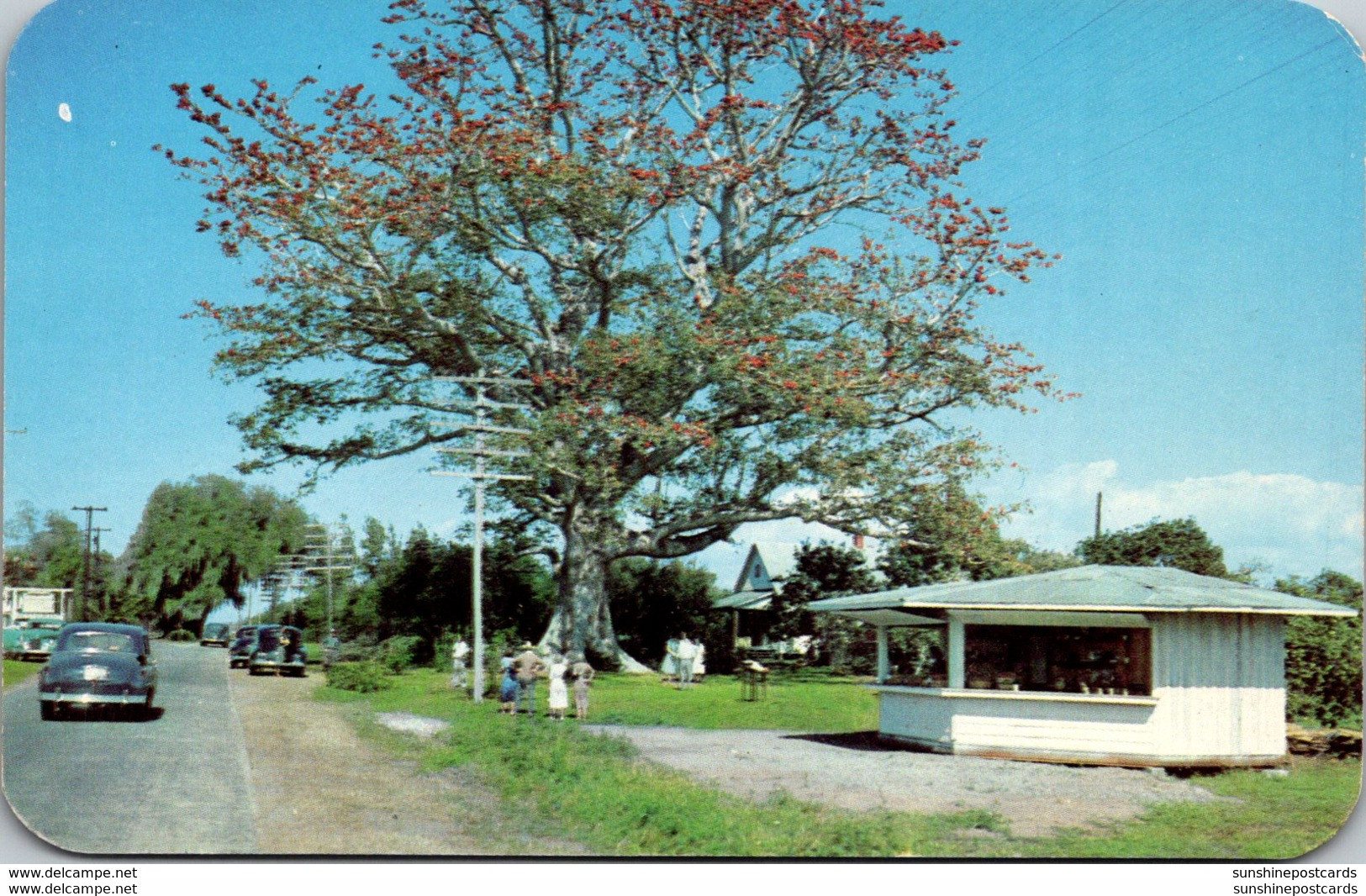 Florida Clearwater The Famous Kapok Tree - Clearwater