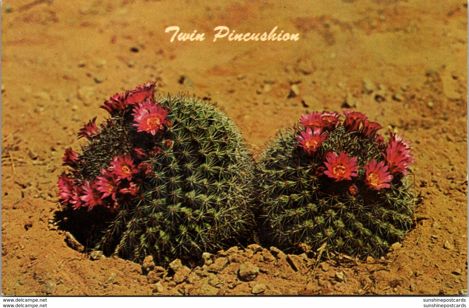 Arizona Phoenix Papago Park Desert Botanical Gardens Cactus Twin Pincushion - Phoenix