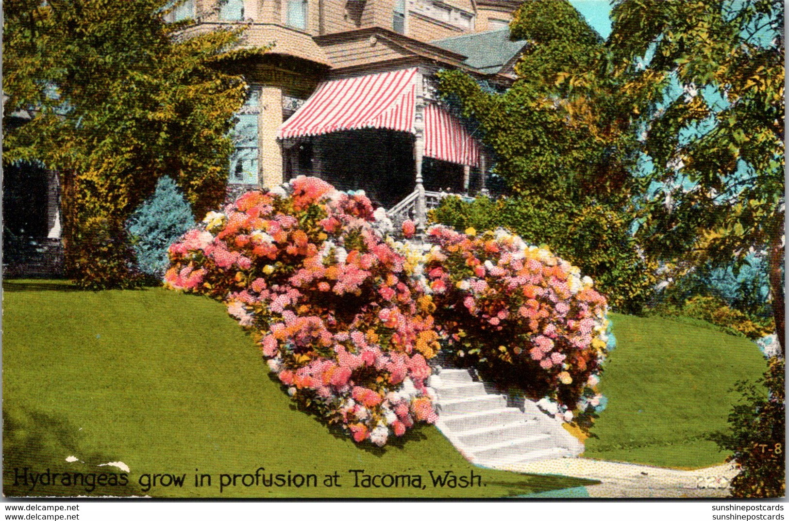 Washington Tacoma Residence Scene With Beautiful Hydrangeas - Tacoma