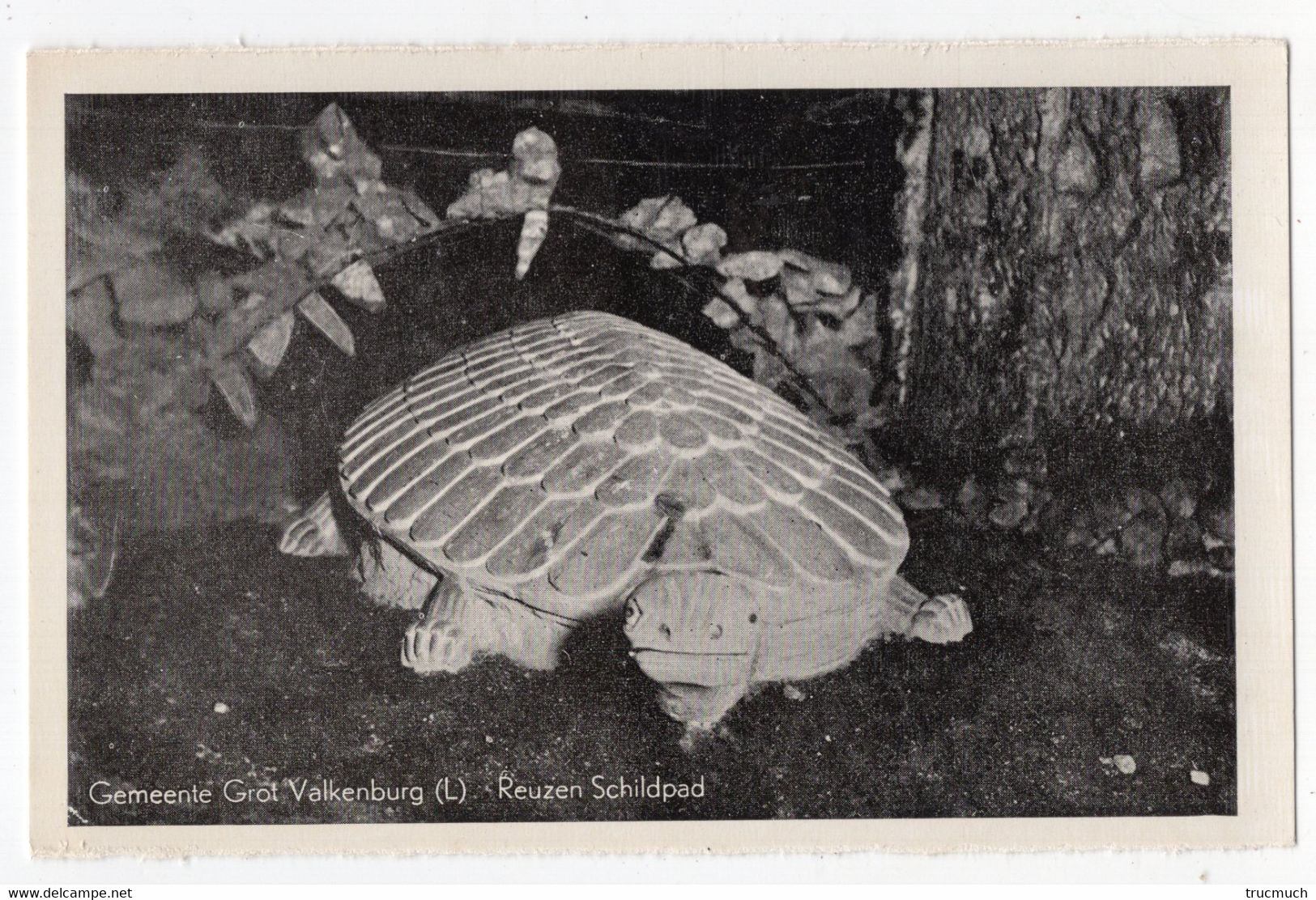 TORTUE - Reuzen Schildpad - VALKENBURG - Turtles