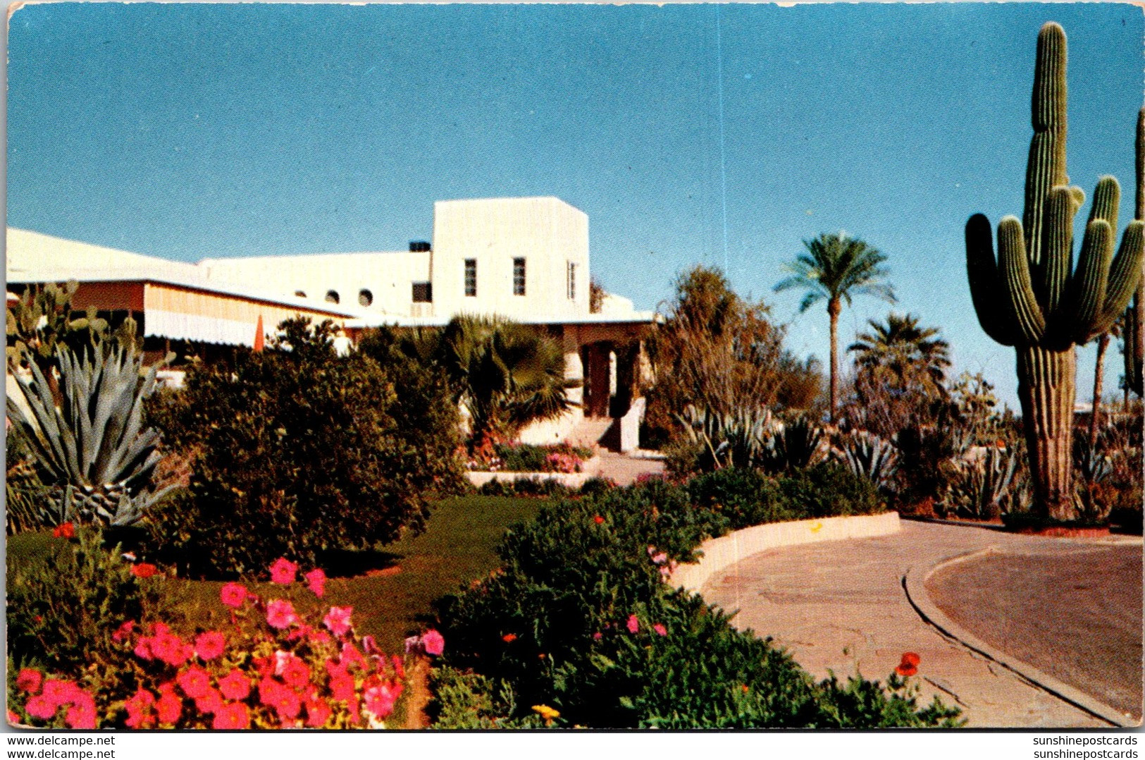 Arizona Phoenix Giant Saguaro Cactus At Camelback Inn - Phönix