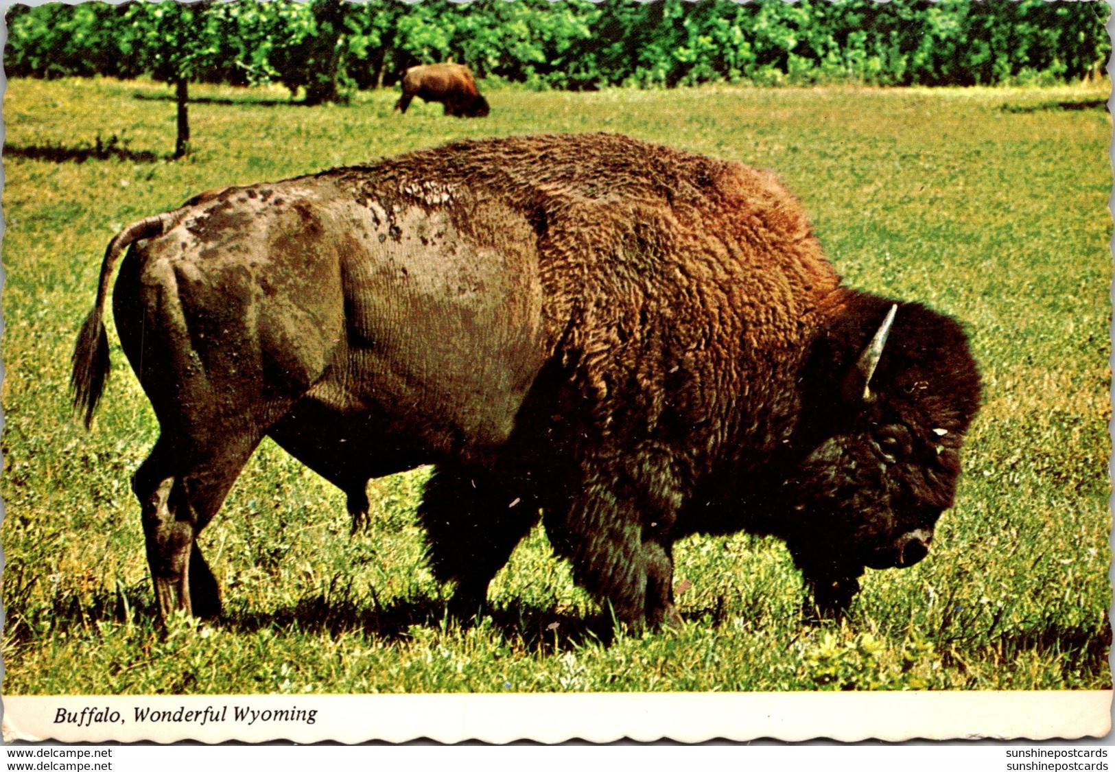 Yellowstone National Park American Bison Buffalo 1980 - USA Nationalparks