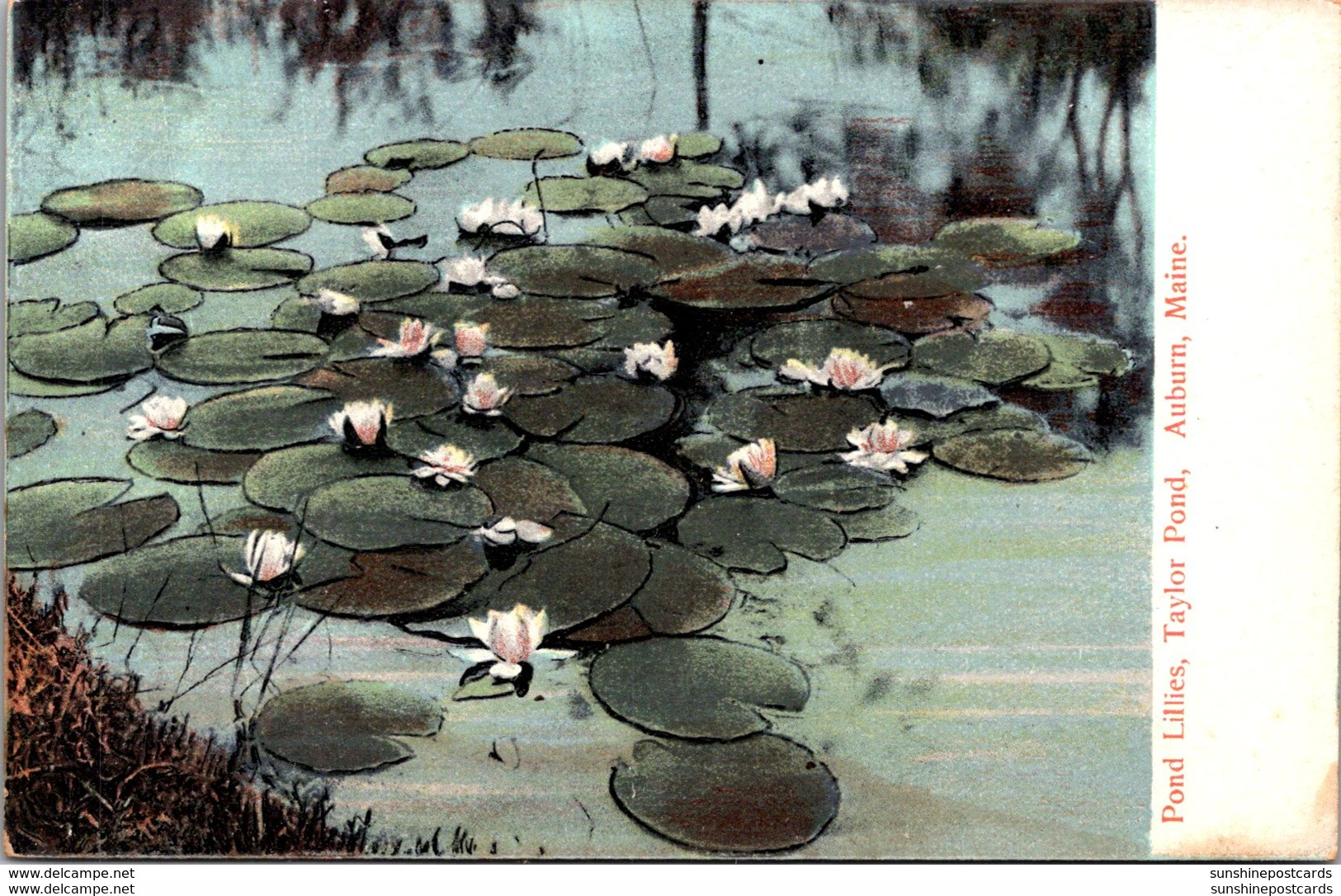 Maine Auburn Taylor Pond With Pond Lillies - Auburn