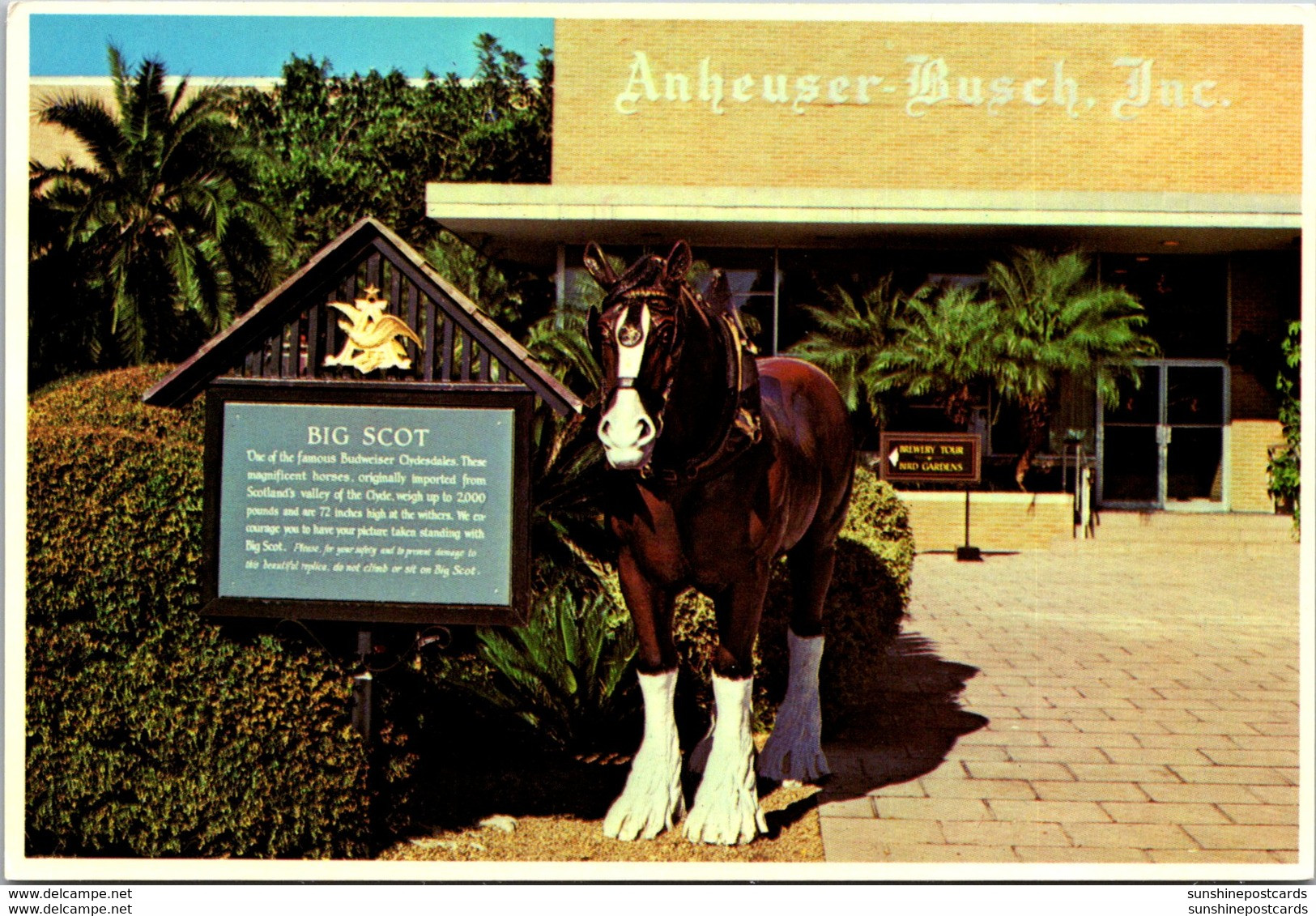 Florida Tampa Busch Gardens Big Scot Famous Budweiser Clydesdale - Tampa