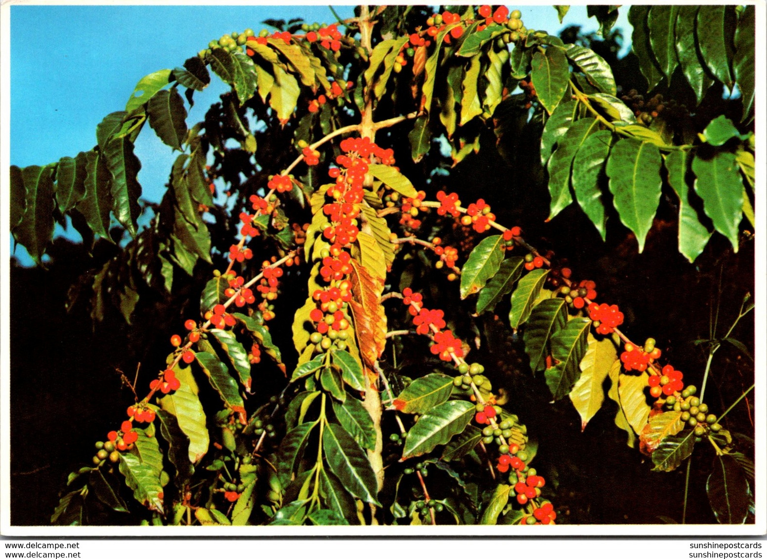 Hawaii Kona Typical Coffee Beans - Big Island Of Hawaii