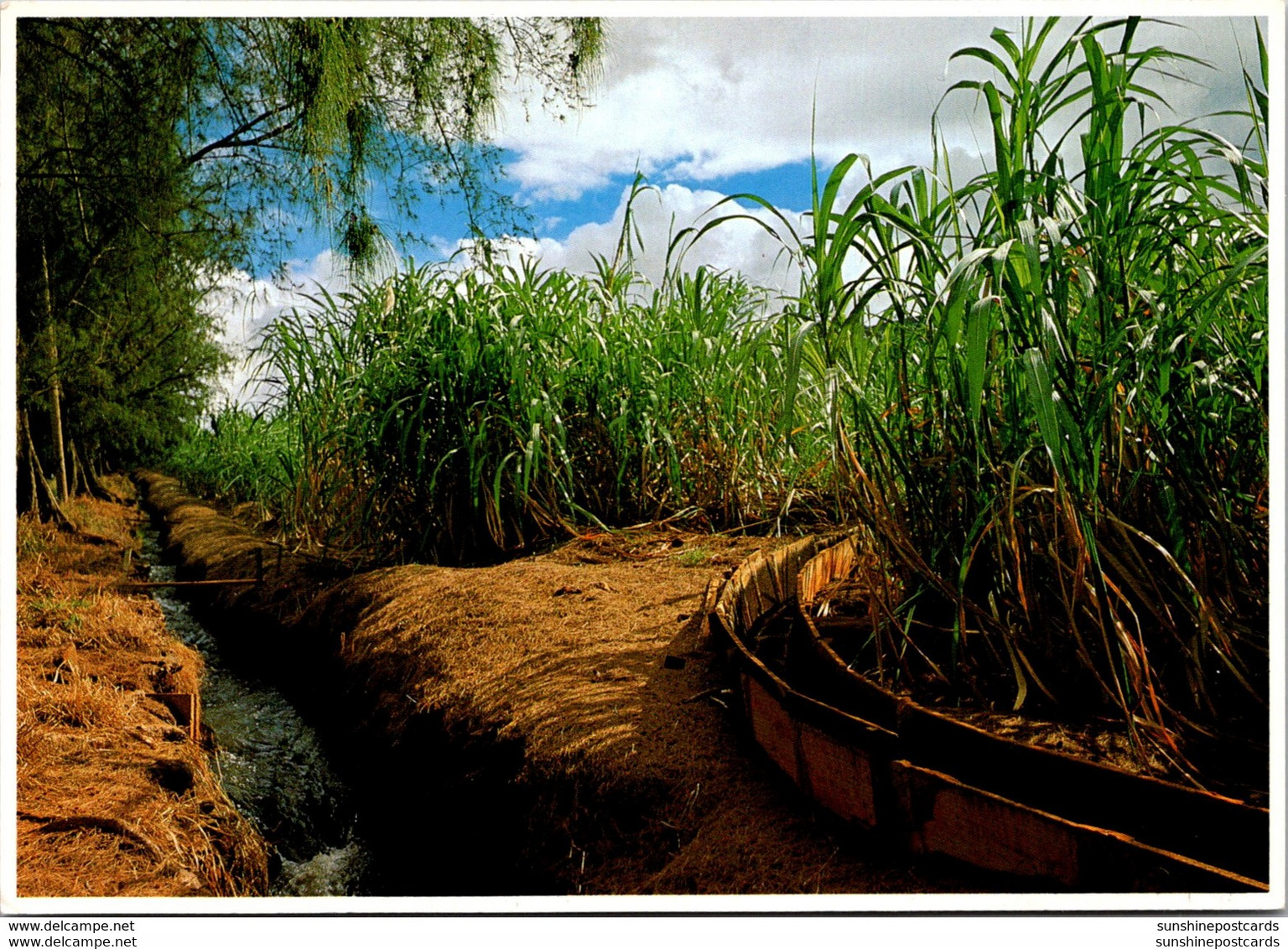 Hawaii Sugar Cane And Irrigation Canal - Big Island Of Hawaii