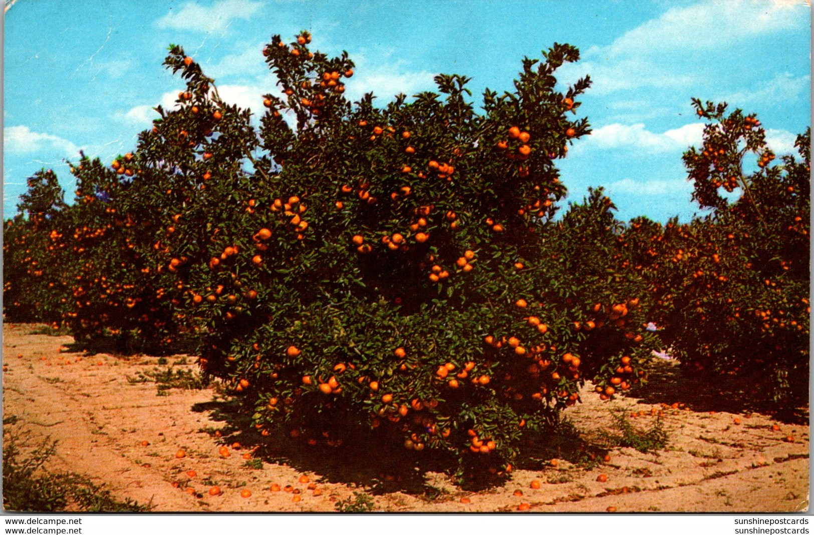 FLorida Beautiful Orange Grove In Central Florida 1975 - Orlando